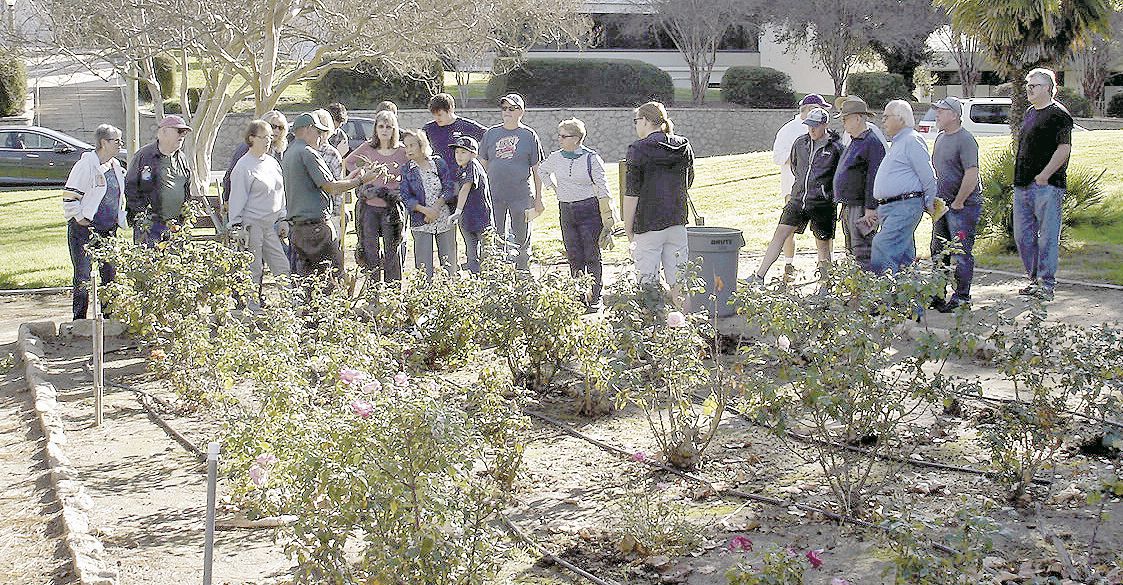 Horticultural society to provide rose tips in Sylvan Park garden